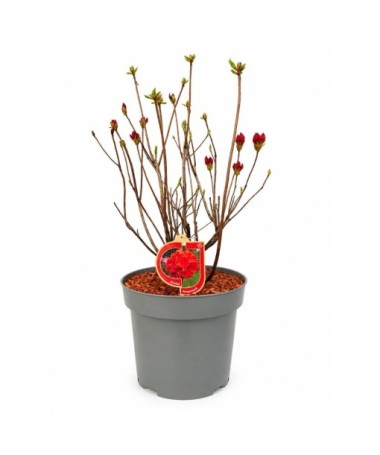 Rhododendron (Azalée) Feuerwerk pot,C10