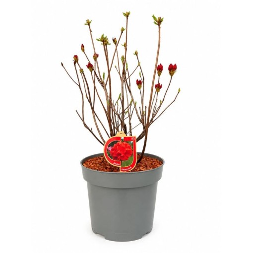 Rhododendron (Azalée) Feuerwerk pot,C10