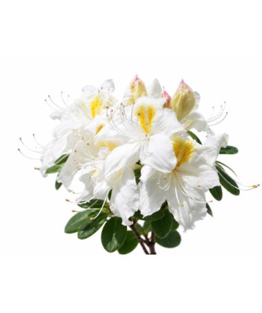 Rhododendron (Azalée) Silver Slipper cont. C10