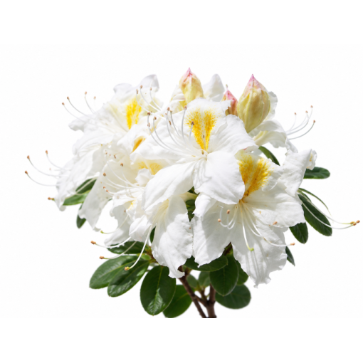 Rhododendron (Azalée) Silver Slipper cont. C10