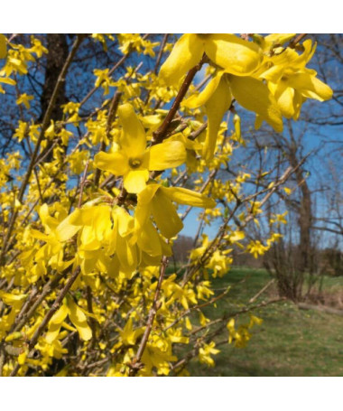 Forsythia 'Flojor' P9/C1