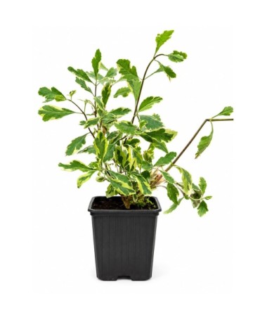 Lonicera heckrottii ‘Variegata’ pot P9/C1