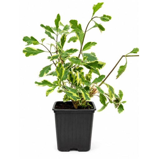 Lonicera heckrottii ‘Variegata’ pot P9/C1