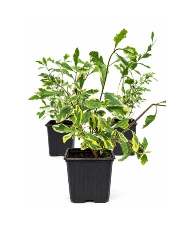 Lonicera heckrottii ‘Variegata’ pot P9/C1
