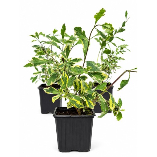 Lonicera heckrottii ‘Variegata’ pot P9/C1