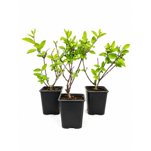 Chèvrefeuille japonais ‘American Beauty’ pot P9/C1