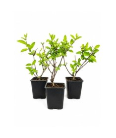 Chèvrefeuille japonais ‘American Beauty’ pot P9/C1