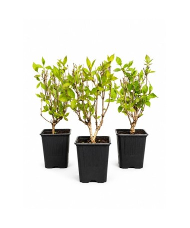 Weigela ‘Minuet’ pot P9/C1