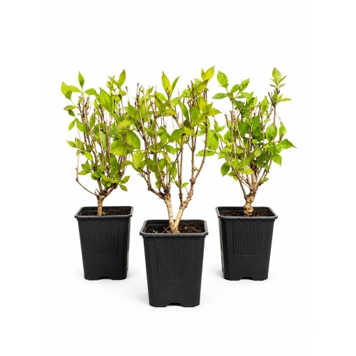 Weigela ‘Minuet’ pot P9/C1