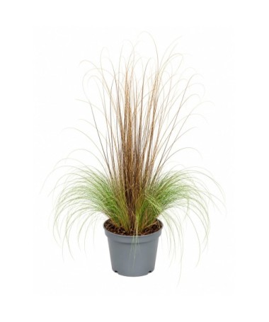 Mélange de graminées ornementales en pot de 10L – lot 1