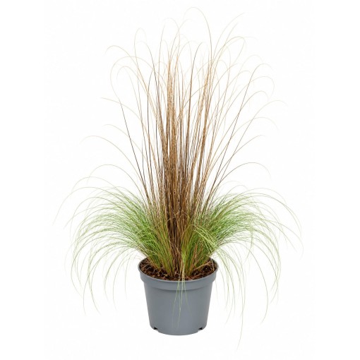 Mélange de graminées ornementales en pot de 10L – lot 1
