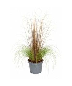 Mélange de graminées ornementales en pot de 10L – lot 1