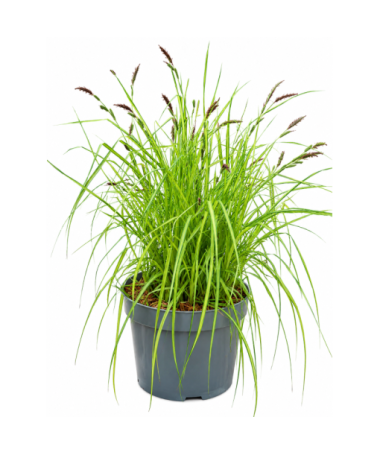 Composition de graminées ornementales ‘Aurea’ en pot de 10 L