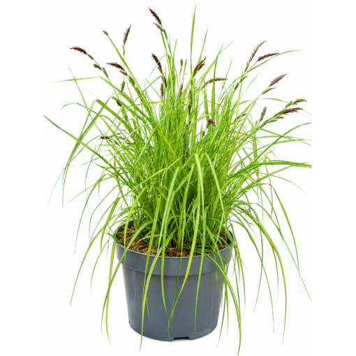 Composition de graminées ornementales ‘Aurea’ en pot de 10 L