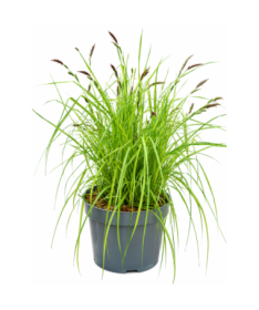 Composition de graminées ornementales ‘Aurea’ en pot de 10 L