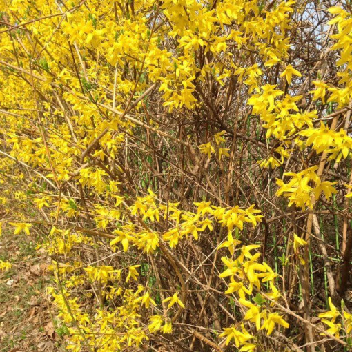 Forsythia 'Flojor' P9/C1