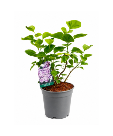 Lilas commun ‘Michel Buchner’ C2