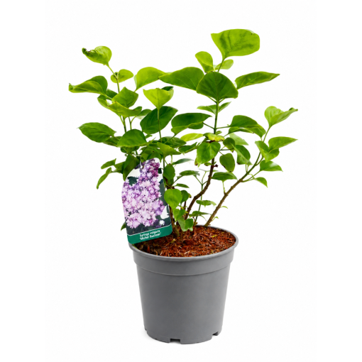 Lilas commun ‘Michel Buchner’ C2
