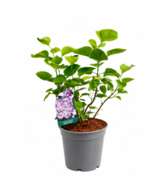 Lilas commun ‘Michel Buchner’ C2