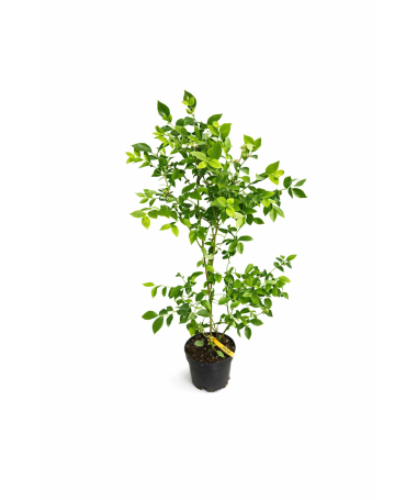 MYRTILLE AMÉRICAINE REKA C4