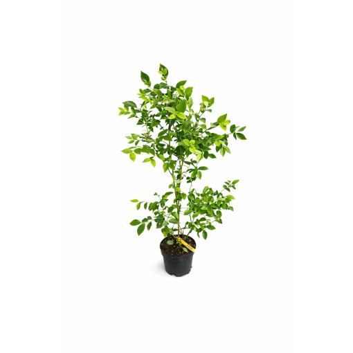 MYRTILLE AMÉRICAINE REKA C4