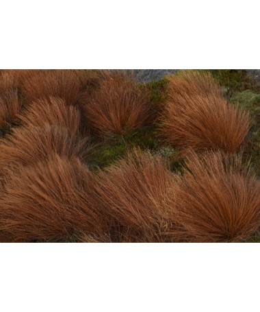 Carex de Buchanan C4