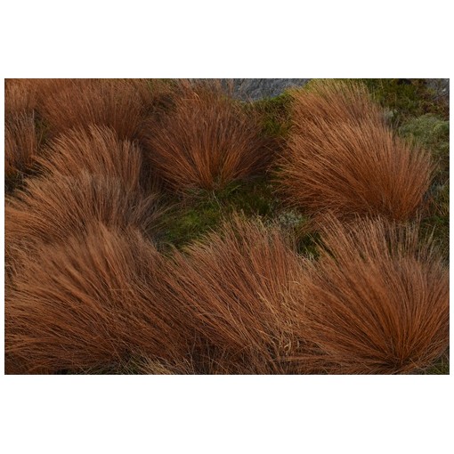 Carex de Buchanan C4