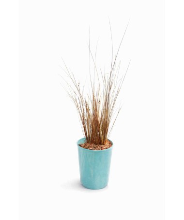 Carex de Buchanan C4