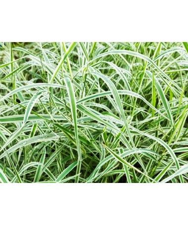 Laîche palmée ‘Variegata’ C4