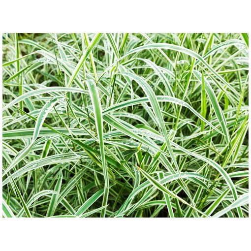 Laîche palmée ‘Variegata’ C4
