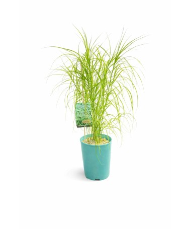 Laîche palmée ‘Variegata’ C4
