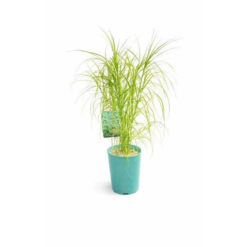 Laîche palmée ‘Variegata’ C4