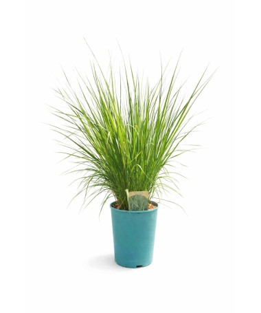 Fétuque bleue 'Heidebraut' pot, 4L