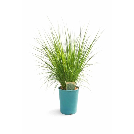 Fétuque bleue 'Heidebraut' pot, 4L