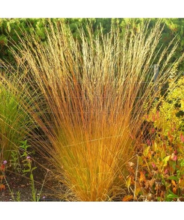 Fétuque bleue 'Heidebraut' pot, 4L