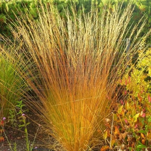 Fétuque bleue 'Heidebraut' pot, 4L