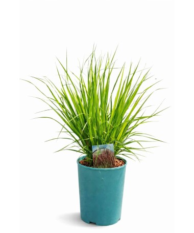 Fétuque bleue 'Moorhexe' pot, 4L