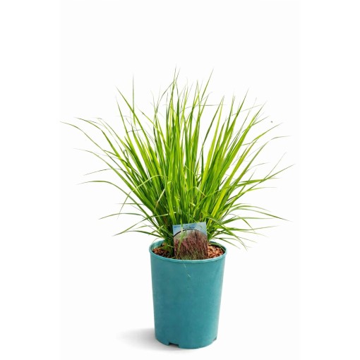 Fétuque bleue 'Moorhexe' pot, 4L