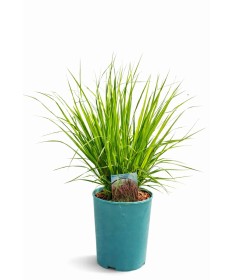 Fétuque bleue 'Moorhexe' pot, 4L