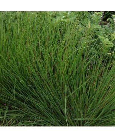 Fétuque bleue 'Moorhexe' pot, 4L