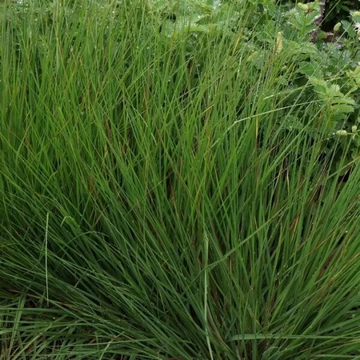 Fétuque bleue 'Moorhexe' pot, 4L