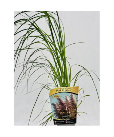 Herbe de la pampa Pink Feather P9/C1