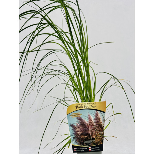 Herbe de la pampa Pink Feather P9/C1