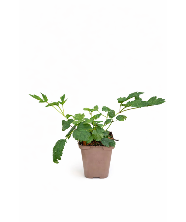 Astilbe de Chine Pumila P9/C1