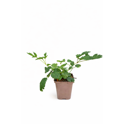 Astilbe de Chine Pumila P9/C1
