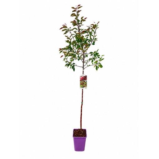 Pommier d’ornement ‘Makowiecki’ C6