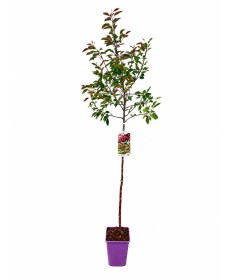 Pommier d’ornement ‘Makowiecki’ C6