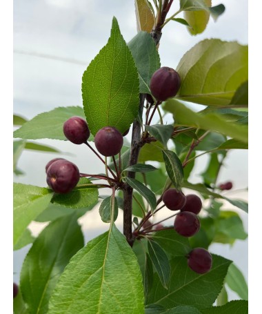 Pommier d’ornement ‘Makowiecki’ C6