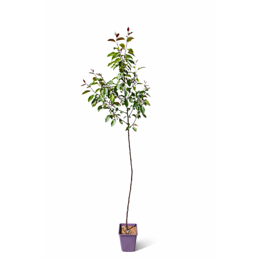 Pommier d’ornement ‘Makowiecki’ C6