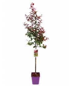 Pommier d’ornement ‘Nicoline’ C6